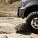 Illustration for article titled Ford: New F-150 Pickup Truck Capable Of Crushing A Big Turtle In One Go